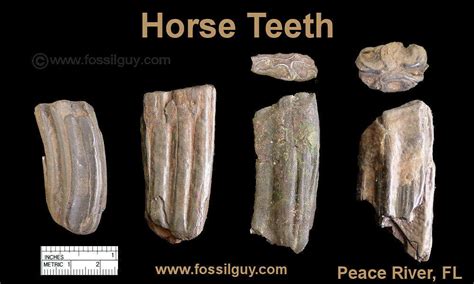 ancient horse tooth.